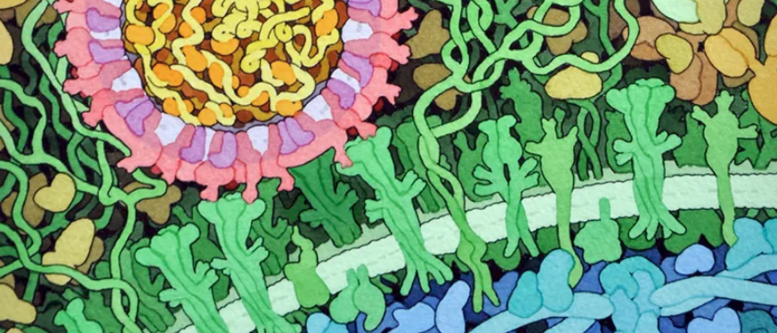 Cell_Membrane_Duplicate.png